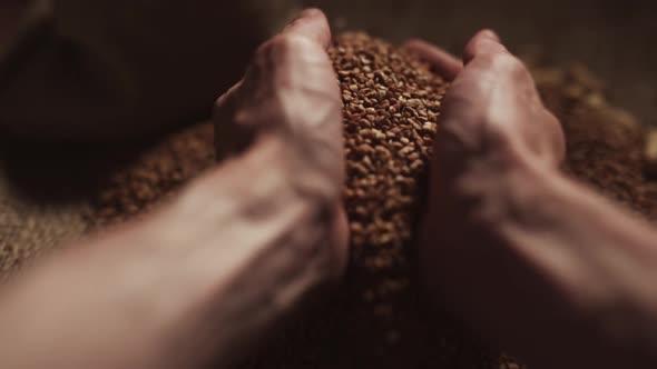 A Male Hands Pick Up a Handful of Buckwheat Grains and Raise Their Palms Up in Slow Motion