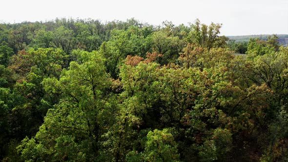 Forest in early autumn. 