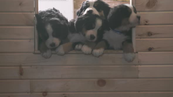 UHD Burnese Mountain Dog puppies attempt to squeeze through a small wooden opening all at once