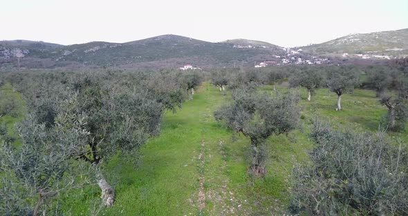 Flying over olive trees in Parque Natural de las Sierras de Aire y Candeeiros