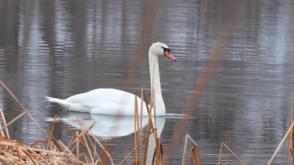 A majestic swan drips water from his beak after dabbling for food.