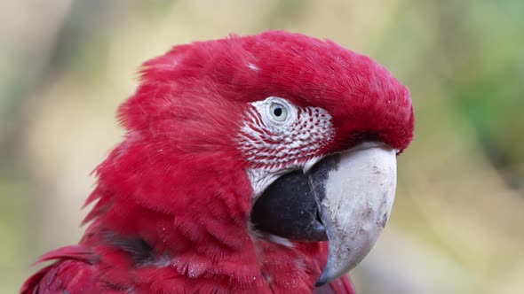 Close up portrait head shot of a wild red and green macaw, ara chloropterus against green foliage bo