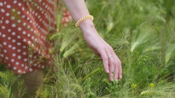 A Woman's Hand Spends Through Dry High Grass and Flowers in Summer in a Field Slow Motion Closeup