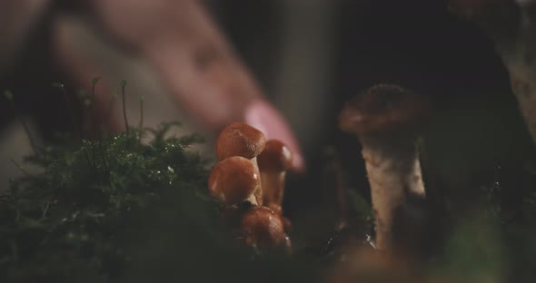 Close up of wild mushroom and a female finger touching them