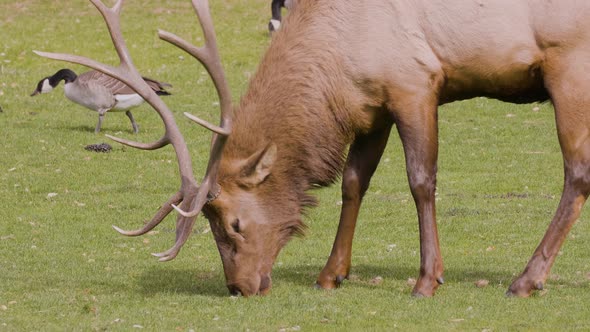 A herd of wild elks grazing on grass