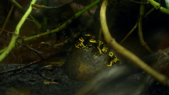 Poisonous yellow frog in rainforest