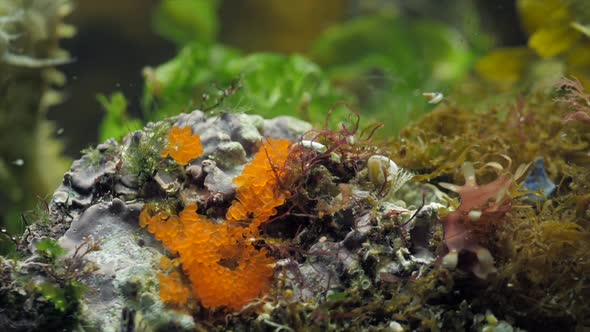 Seahorse Gutulatus  Eggs On The Bottom