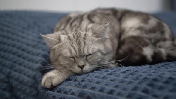 British Gray Cat Sleeps on the Bed in the Bedroom