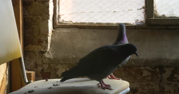 Close-up of two pigeons on a chair in a dirty abandoned building.