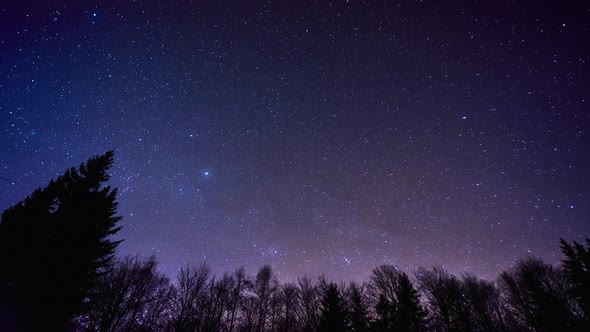 Time Lapse of a Night Sky Full of Stars Over the Trees in the Forest