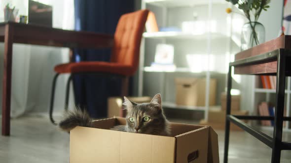 Cat Sitting in Cardboard Box in Living Room