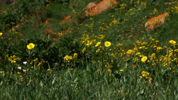 Flowers Grow High In The Mountains 4