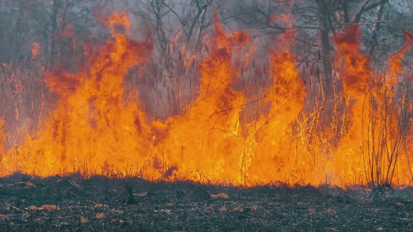 Fire in the Forest. Flame From Burning Dry Grass, Trees and Reeds. Slow Motion