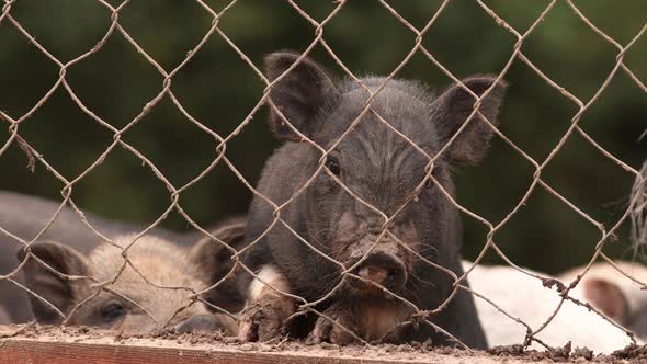 Household A Small Black Pig Sniffs Air In Pen In Farm