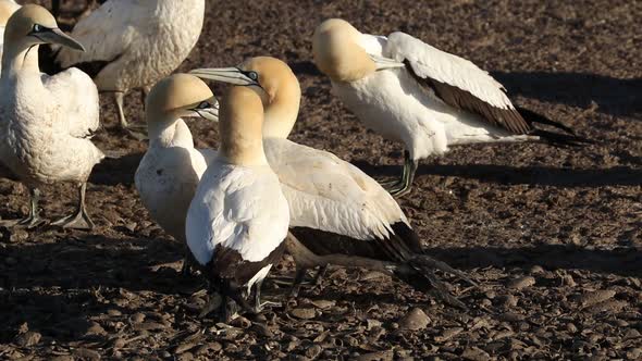 Preening Cape Gannets