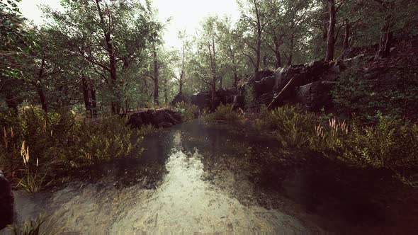 Deciduous Forest is Reflected in the Small Lake