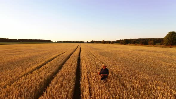 Manwalking in wheat field. Aerial view of farmer walking through golden wheat field