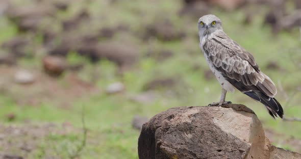 Short Toed Snake Eagle perched on a Rock during noon sun looks around for prey