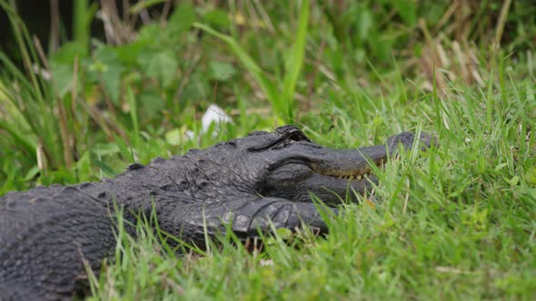 Crocodile in green grass