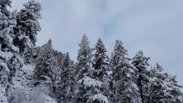 Fresh snow covers the landscape near Boulder Colorado