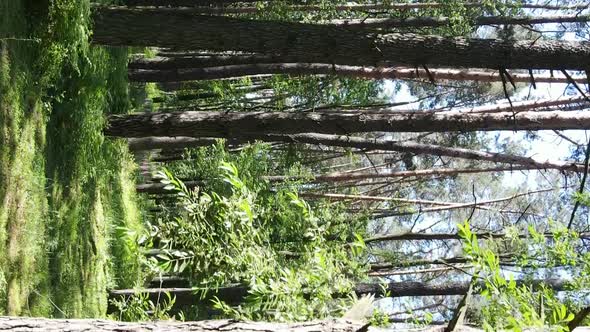 Vertical Video of Forest Landscape in Summer Slow Motion