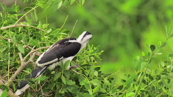 Wreathed Hornbill is a Species of Hornbill Found in Forests From Far Northeastern India and Bhutan