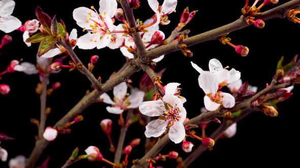 White Flowers Blossoms on the Branches Cherry Tree