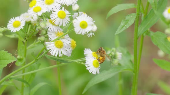 Honey on a chamomile flower