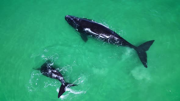 Playful whale calf in shallows of beach with mom, both blows, overhead drone
