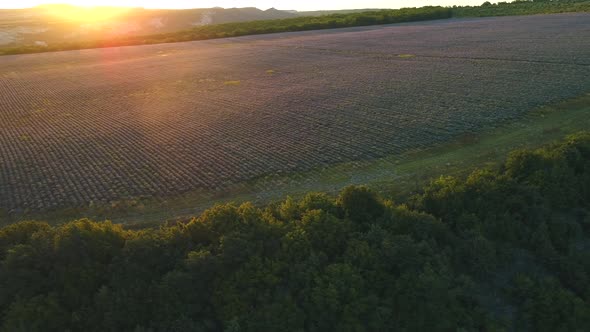 Aerial view of large lavender field