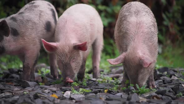 Cute piglets searching for food