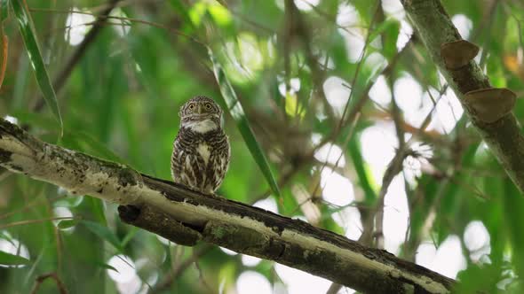 Collared Owlet Chirping while Perching on Thick Swaying Branch
