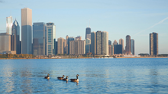 Chicago Ducks