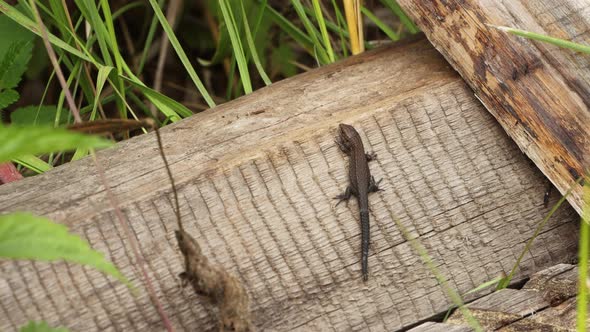 Lizard on an Old Board. Close-up.