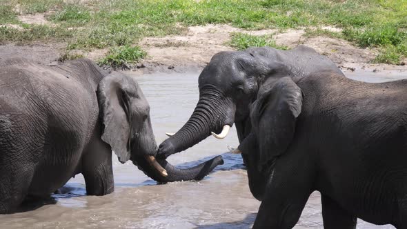 Herd of elephants in a water hole 