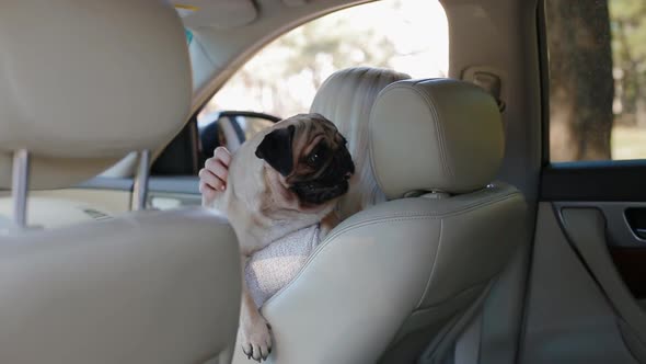 Pug Sitting on the Woman's Hands in the Car