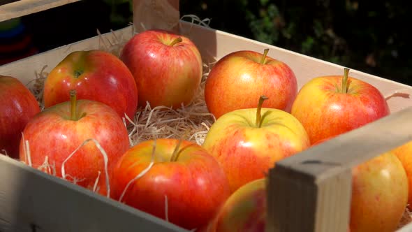 Closeup Female Hand Puts a Ripe Juicy Red Apple Into the Wooden Box