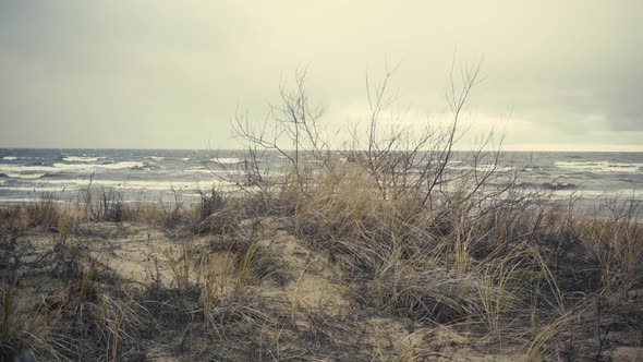 Baltic Winter Storm on a Background of Sand Dunes