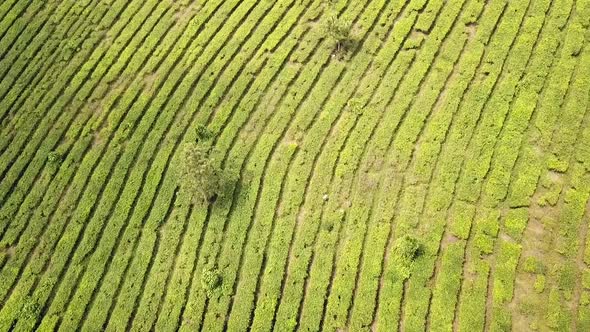 Drone view of a worker in a tea plantation, from a high altitiude, Java, Indonesia