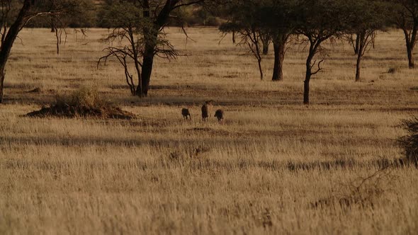 warthogs running in africa