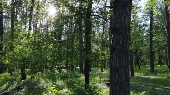 Wild Forest Landscape on a Summer Day