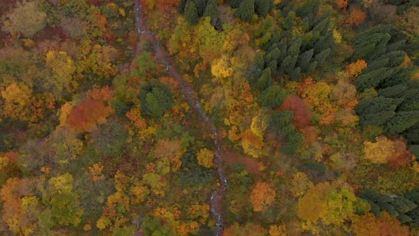 Looking down over forest and stream in Autumn