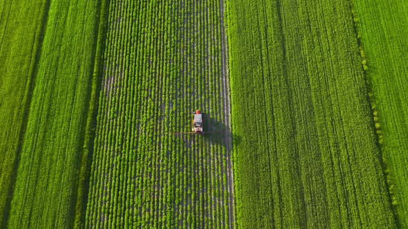 Top View of Tractor Sprays Fertilizer on Agricultural Plants on the Rapeseed Field