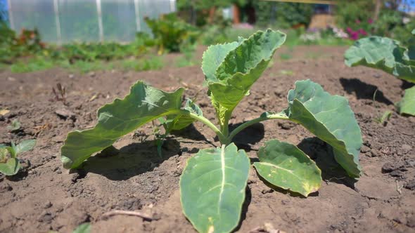 Cabbage Seedling, Close-up. Organic Cabbage Sprout Growing in the Sun, Slow Motion