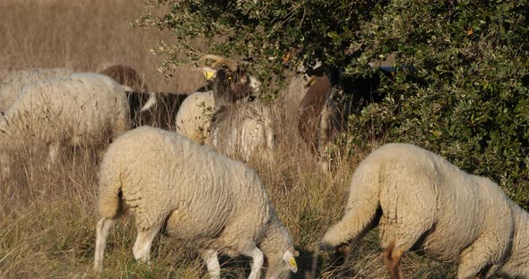 Domestic sheeps , France