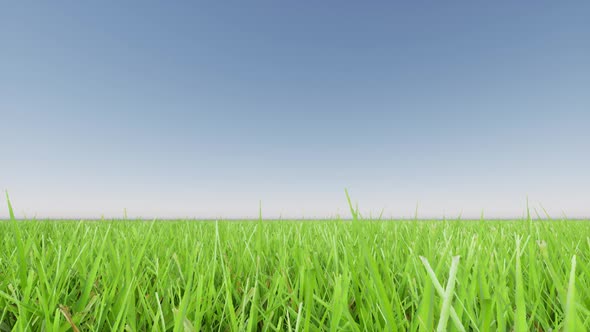Green Grass Landscape and Clear Blue Sky