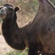 Big Camel Grazing and Rubbing His Side with His Teeth in a Large Zoo in Summer   - VideoHive Item for Sale