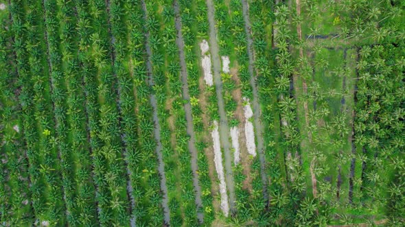 An aerial view from a drone flying over a coconut grove