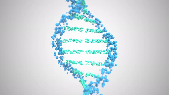 DNA Helix Model