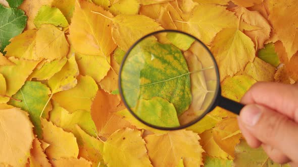 A man's hand with a magnifying glass studies the rotating autumn leaves